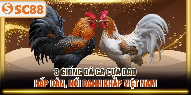 Đá gà cựa dao