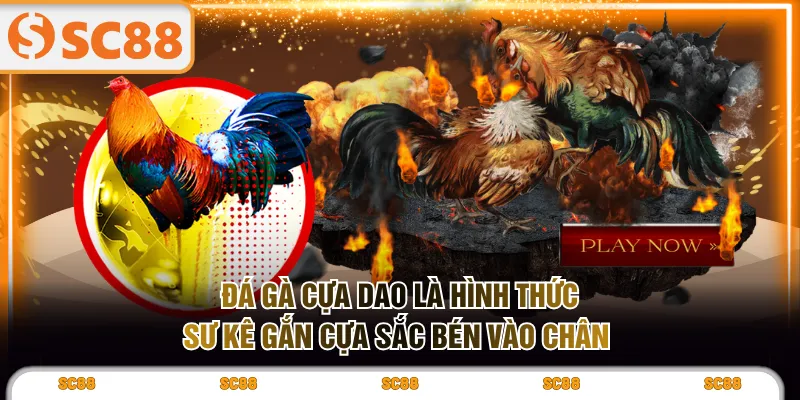 Đá gà cựa dao là hình thức sư kê gắn cựa sắc bén vào chân 