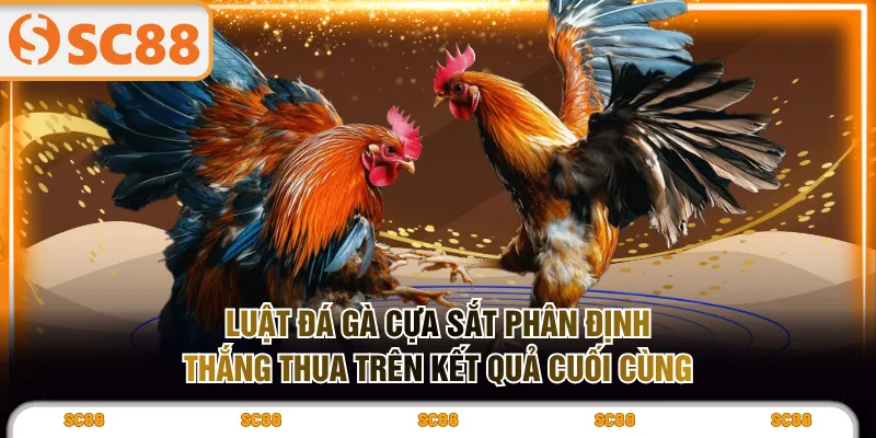 Luật đá gà cựa sắt phân định thắng thua trên kết quả cuối cùng