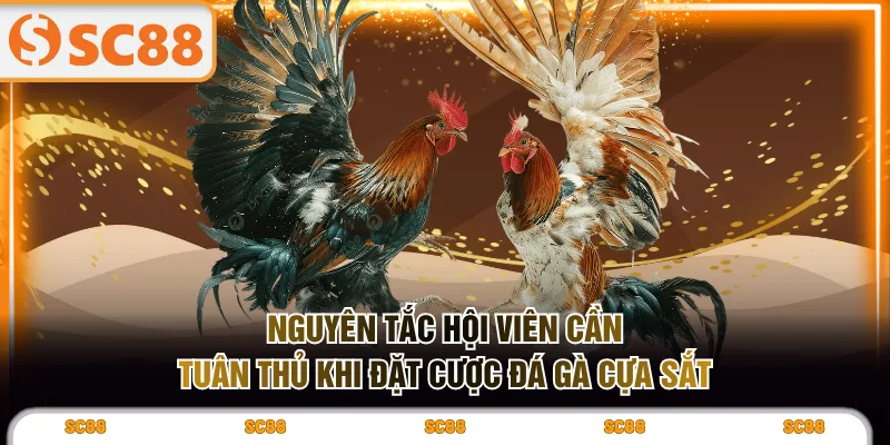 Nguyên tắc hội viên cần tuân thủ khi đặt cược đá gà cựa sắt